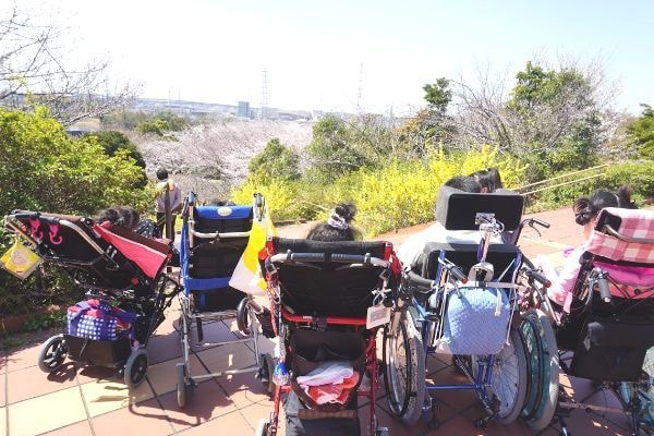 4月お花見