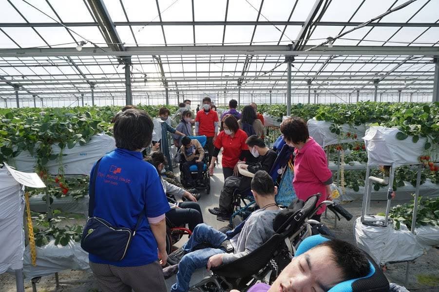 2月いちご狩り